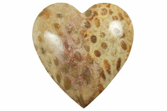 1.6" Fossil Coral Heart From Indonesia - Photo 1